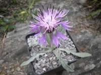 /album/fotogalerie-nabidka/centaurea-triumfettii-ssp-stricta-jpg/